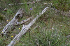 Patersonia occidentalis