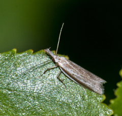 Pleurota bicostella