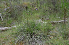 Patersonia occidentalis