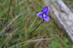 Patersonia occidentalis