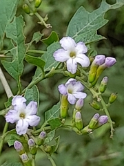 Duranta serratifolia