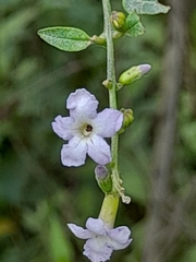 Duranta serratifolia
