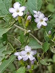 Duranta serratifolia