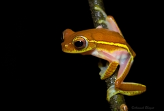 Rhacophorus lateralis