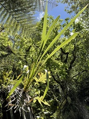 Phormium cookianum hookeri