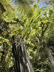 Phormium cookianum hookeri