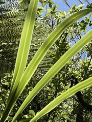 Phormium cookianum hookeri