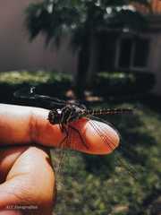 Rhionaeschna psilus