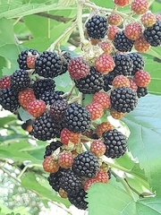 Rubus imperialis