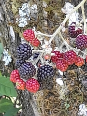 Rubus imperialis