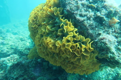 Steginoporella chartacea