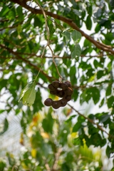 Archidendron pauciflorum