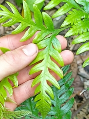 Pteris carsei
