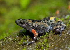 Uperodon montanus