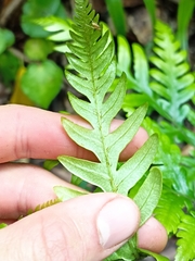 Pteris carsei