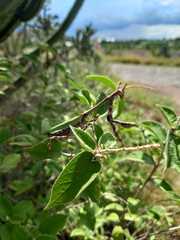Croton ciliatoglandulifer