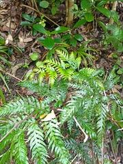 Pteris carsei