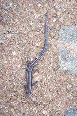 Plestiodon skiltonianus interparietalis