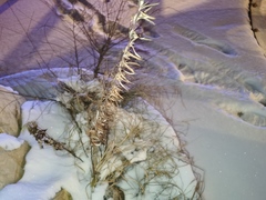 Magnoliopsida