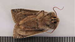 Eupsilia devia