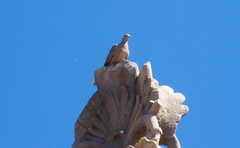 Streptopelia decaocto