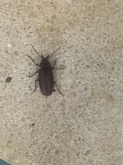 Stenodontes exsertus