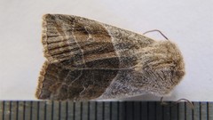 Eupsilia devia
