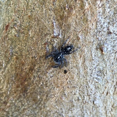 Ocrisiona melancholica