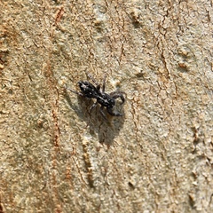 Ocrisiona melancholica