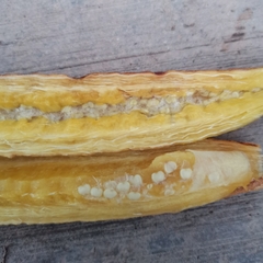 Parmentiera cereifera