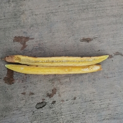 Parmentiera cereifera