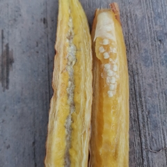 Parmentiera cereifera