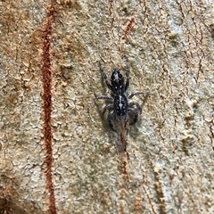 Ocrisiona melancholica