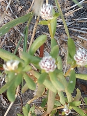 Blutaparon vermiculare