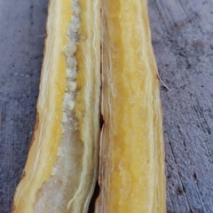 Parmentiera cereifera