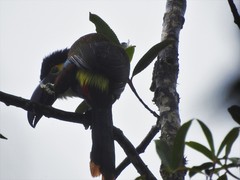 Andigena nigrirostris