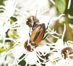 Phyllotocus scutellaris