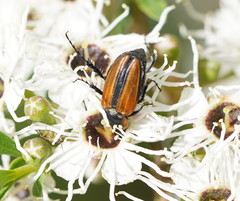 Phyllotocus scutellaris