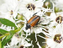 Phyllotocus scutellaris