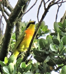 Telophorus sulfureopectus similis
