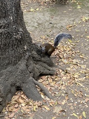 Sciurus aureogaster