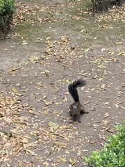 Sciurus aureogaster