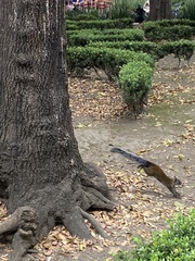 Sciurus aureogaster