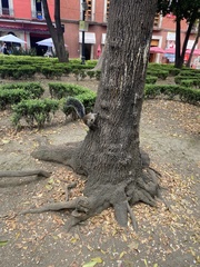 Sciurus aureogaster