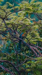 Zanclostomus javanicus