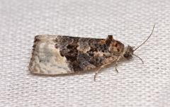 Apotomis betuletana