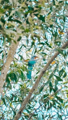 Zanclostomus javanicus