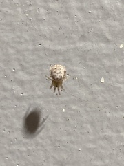Araneus pegnia