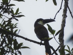 Andigena nigrirostris