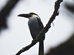 Andigena nigrirostris